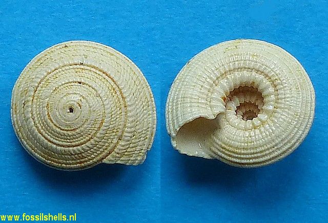 Architectonica bifida