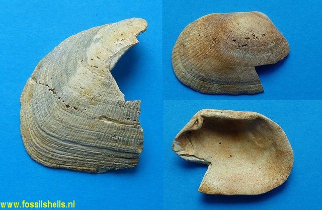 Trapezium donneti