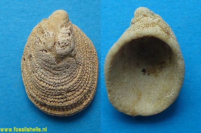 Hipponix sulcatus