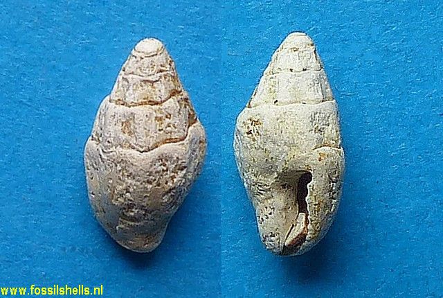 Raphitoma hoernesi