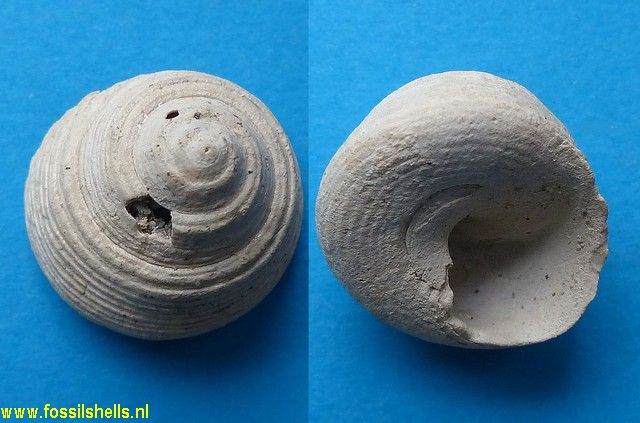 Oxystele burdigalensis