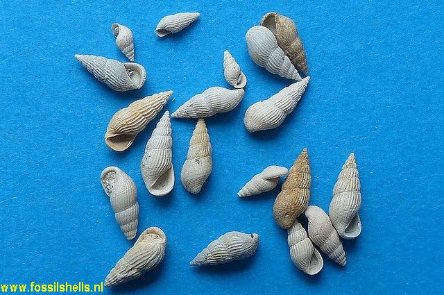 Rissoina subcancellata