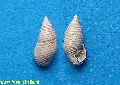 Stosicia planaxoides