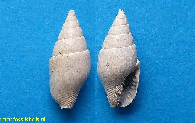 Columbella turonensis aquitanica