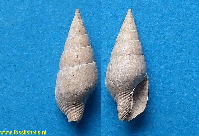 Atilia columbelloides