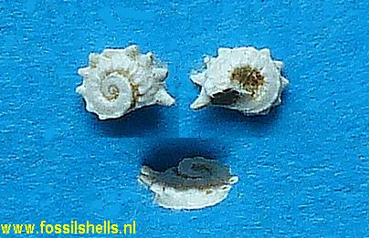 Scissurella terquemi