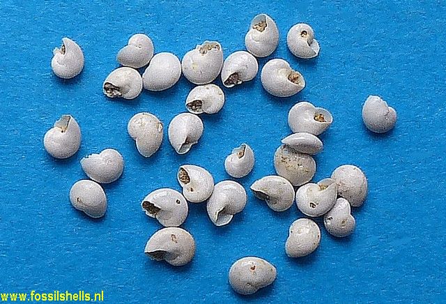 Teinostoma defrancei