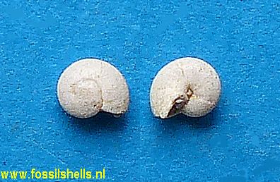 Teinostoma defrancei