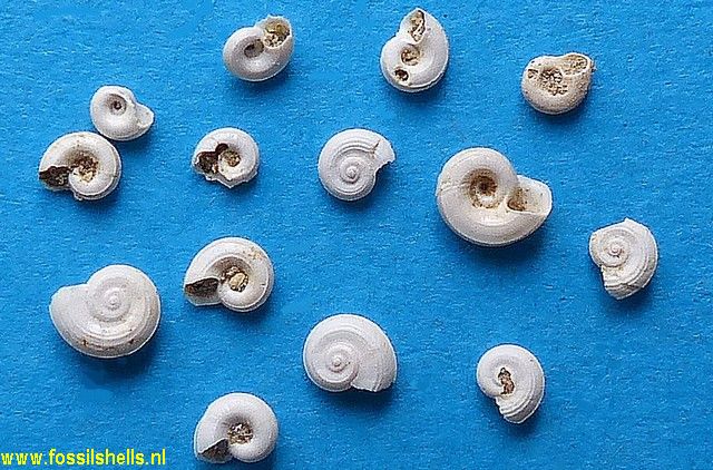 Tornus quadrifasciatus