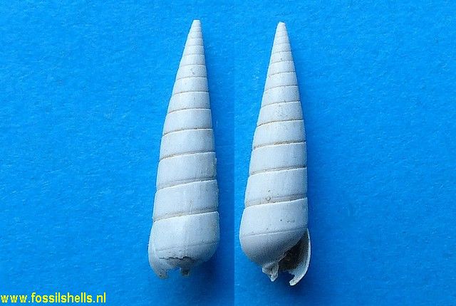 Pyramidella grateloupi stenogyra