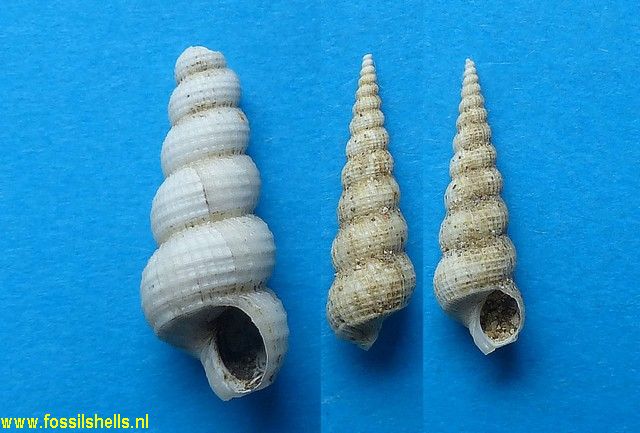 Acrilla subcancellata