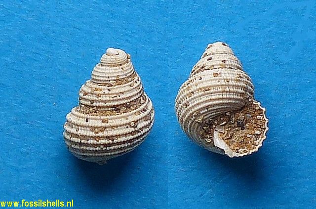 Gegania cancellata ?