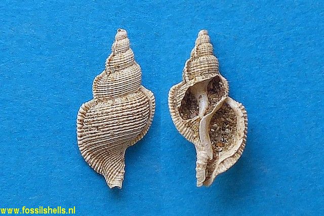 Ranella minuteornata