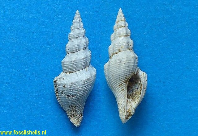 Mangelia subcostellata