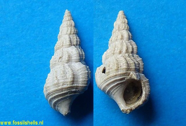 Thiara aquitanica perproxima