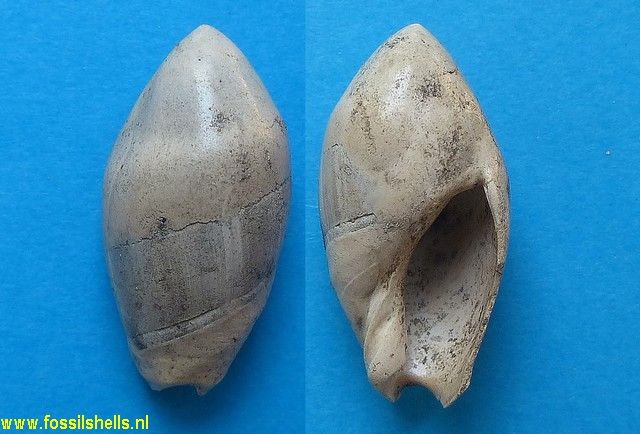 Ancilla glandiformis