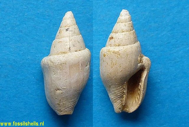 Columbella turonensis depressior