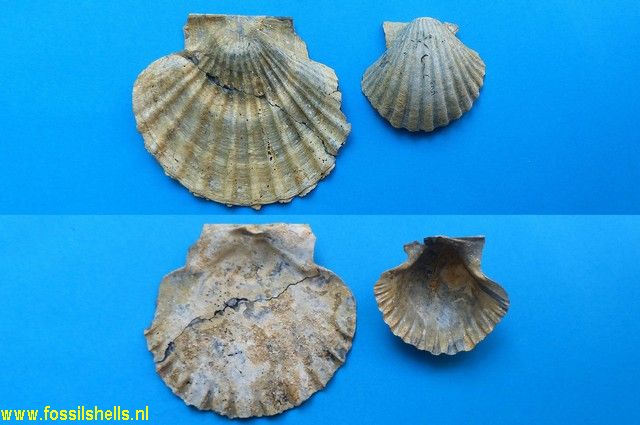 Pecten tournali neuvillei