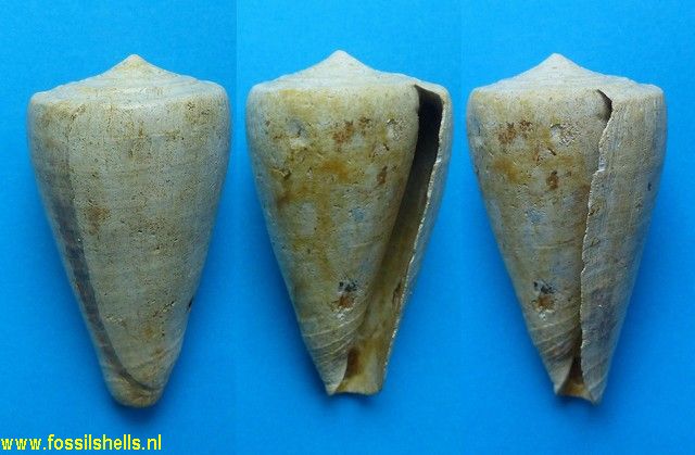 Conus antiquus