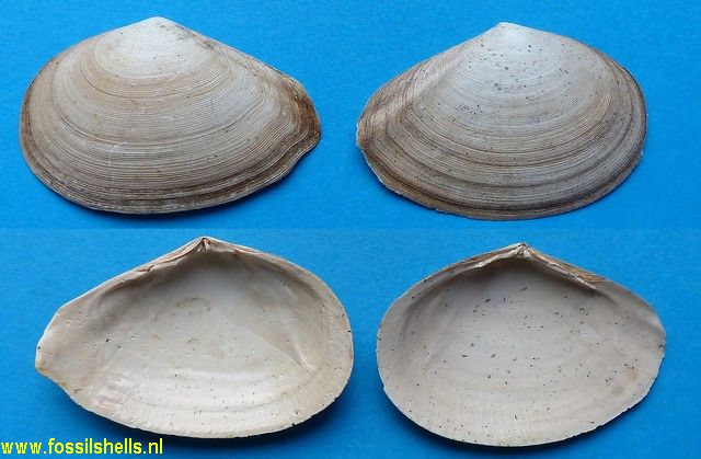 Tellina aquitanica