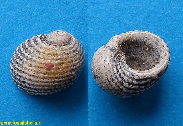 Neritopsis moniliformis