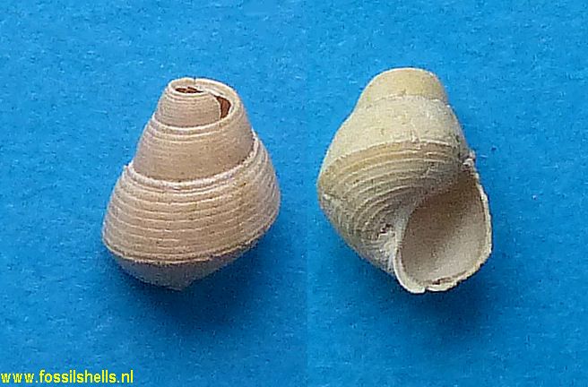 Littorina grateloupi