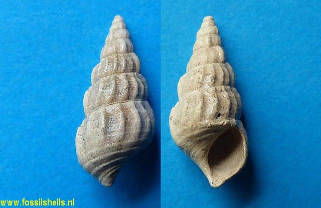 Thiara aquitanica perproxima