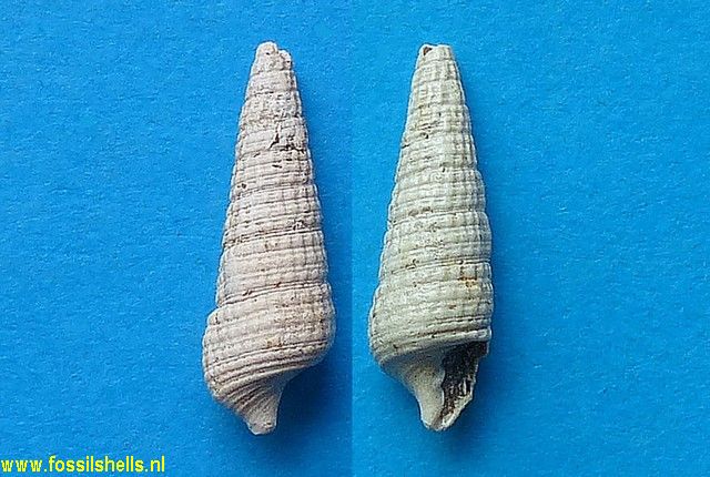 Rhinoclavis leognanensis