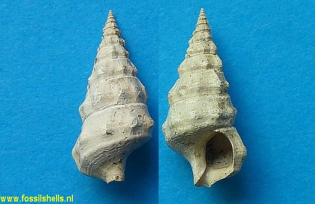 Hemicerithium fallax