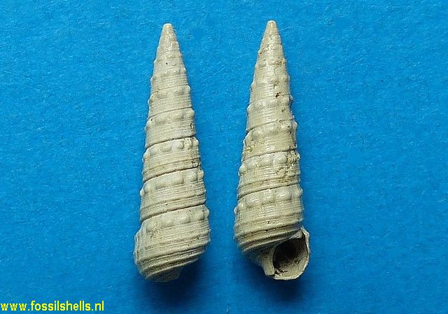 Pirenella pseudotiarella