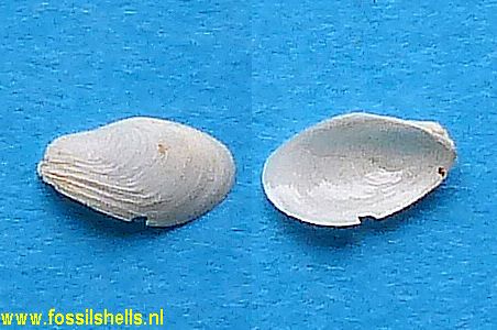 Gastrochaena hoernesi