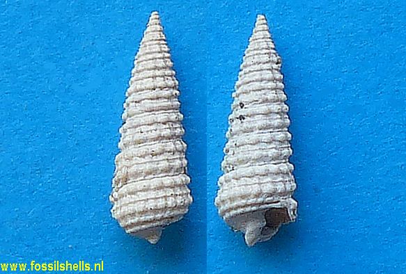 Potamides girondicus
