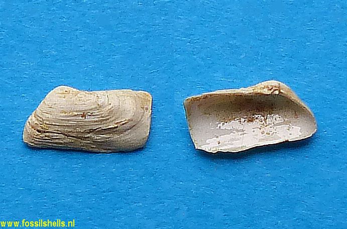 Sphenia panopaeoides