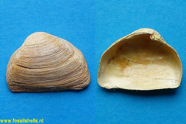 Pleurodesma desmoulinsi