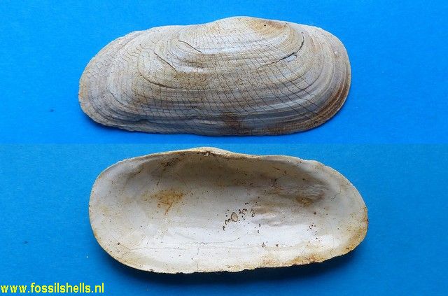 Solecurtus basteroti