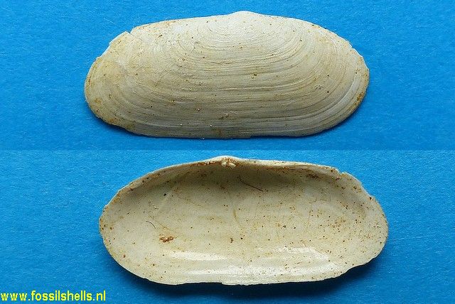 Solecurtus antiquatus miocaenica
