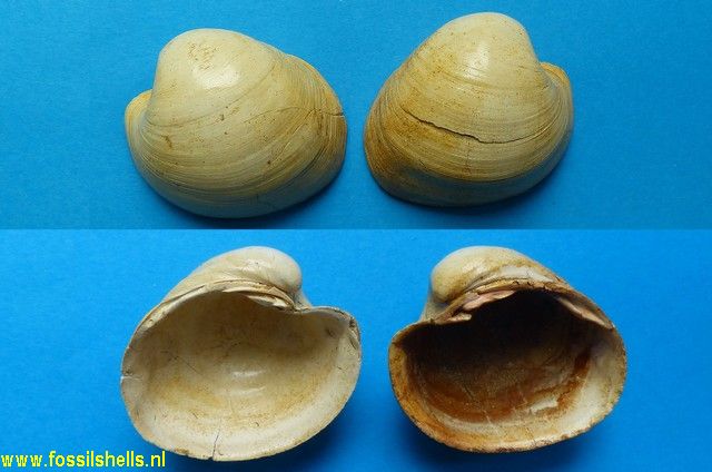 Glossus burdigalensis