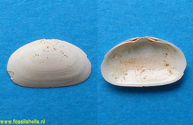 Lepton transversarium