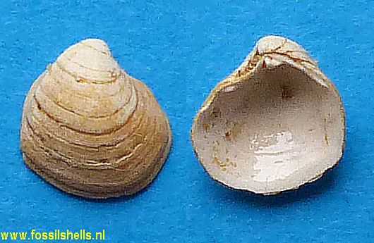 Loripes dentatus neglectus