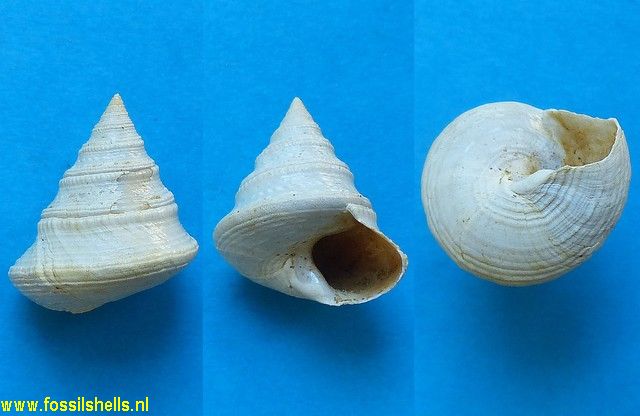 Calliostoma audebardi
