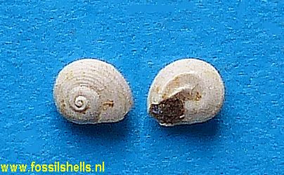 Rotellorbis benoisti