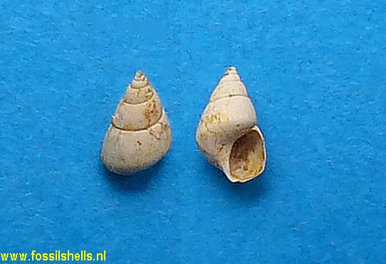 Littorina prevostina perconfusa