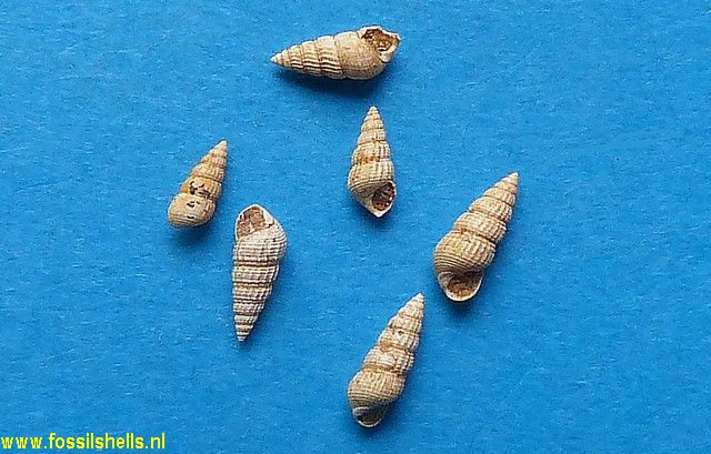 Sandbergeria perpusilla