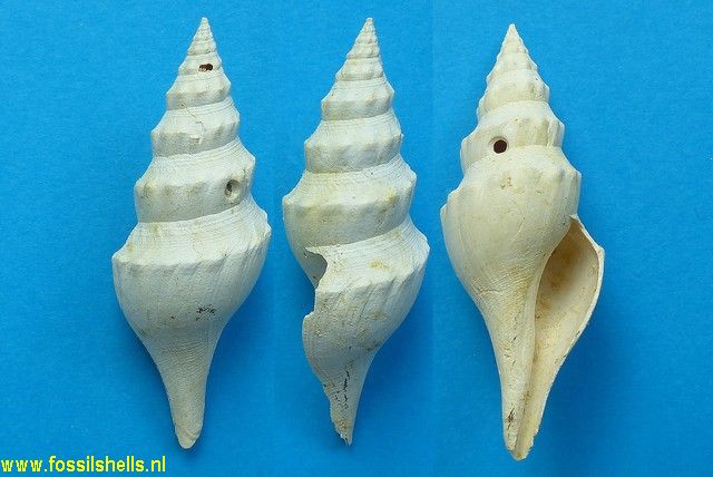Turricula dentata