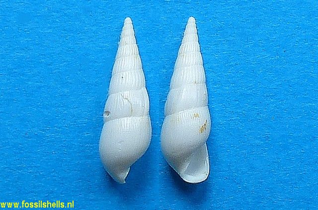 Zebina levigatissima