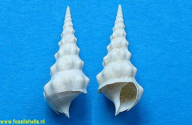 Tenuicerithium crassicostatum