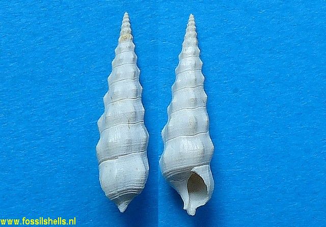 Tenuicerithium subulatum