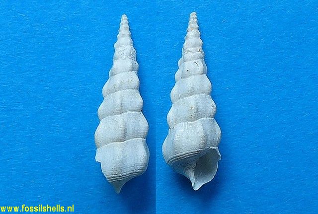 Tenuicerithium boussaci