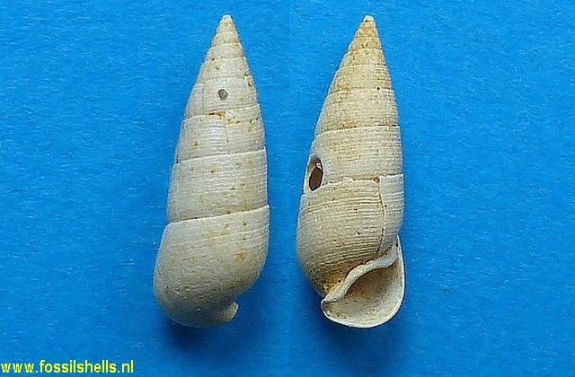 Rhinoclavis unisulcata