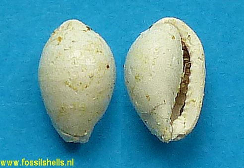 Eocypraea sellei